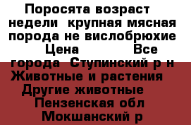 Поросята возраст 4 недели, крупная мясная порода(не вислобрюхие ) › Цена ­ 4 000 - Все города, Ступинский р-н Животные и растения » Другие животные   . Пензенская обл.,Мокшанский р-н